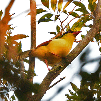 Indochinese Green-magpie