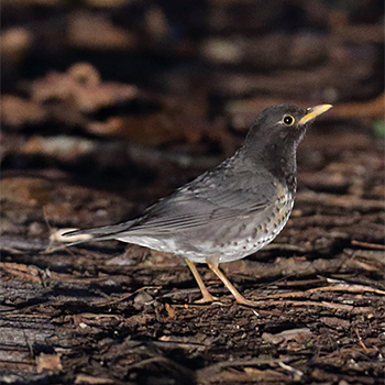 Japanese Thrush
