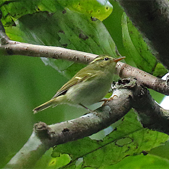 Kloss's Leaf Warbler