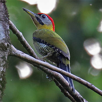 Laced Woodpecker