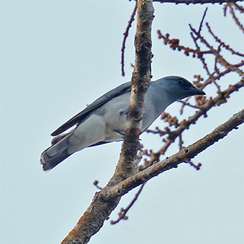 Large Cuckooshrike