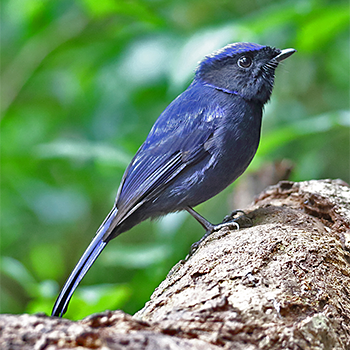 Large Niltava