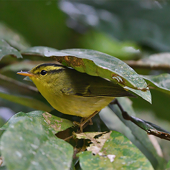 Limestone Leaf Warbler