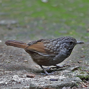 Limestone Wren-babbler
