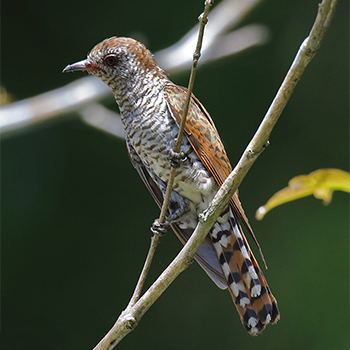 Little Bronze-cuckoo