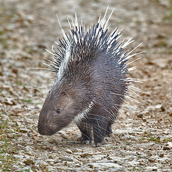 Malayan Porcupine