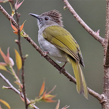 Mountain Bulbul