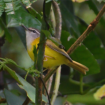 Mountain Tailorbird