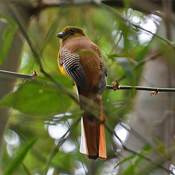 Orange-breasted Trogon