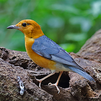 Orange-headed Thrush