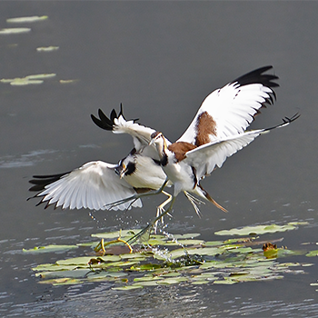 Pheasant-tailed Jacanas