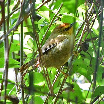 Pin-striped Tit-babbler