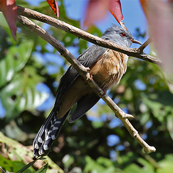 Plaintive Cuckoo