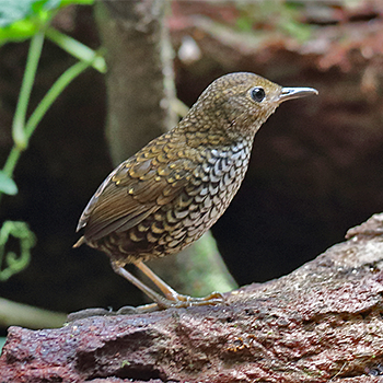 Pygmy Cupwing