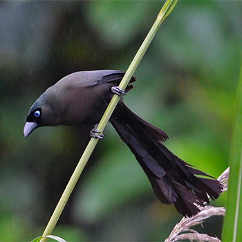 Racket-tailed Treepie