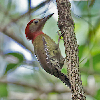 Red-collared Woodpecker