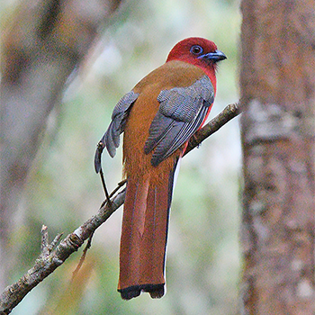 Red-headed Trogon
