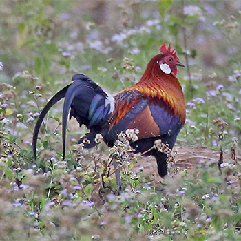 Red Junglefowl
