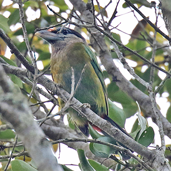 Red-vented Barbet