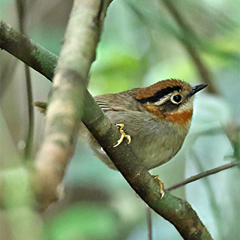 Rufous-throated Fulvetta