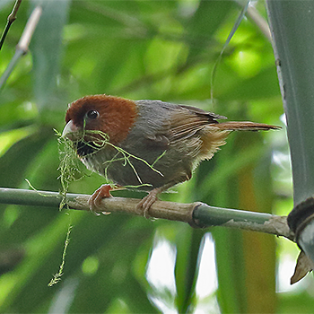 Short-tailed Parrotbill