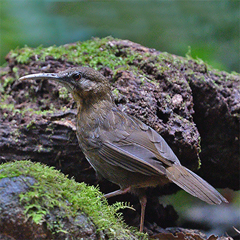 Short-tailed Scimitar-babbler