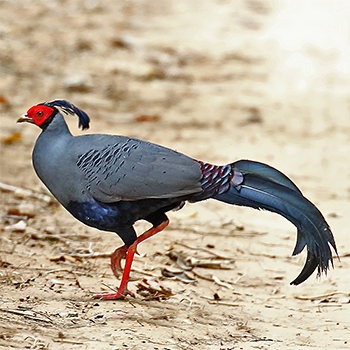 Siamese Fireback