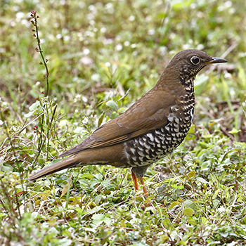 Sichuan Thrush