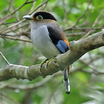 Silver-breasted Broadbill