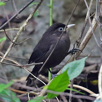 Sooty Babbler