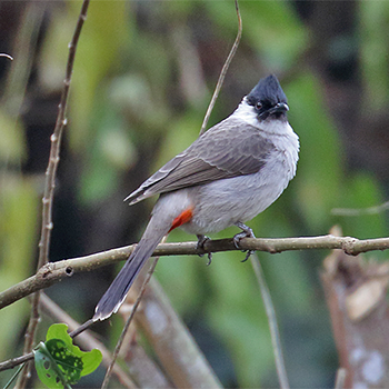 Sooty-headed Bulbul