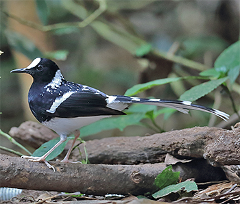 Spotted Forktail
