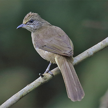 Streak-eared Bulbul