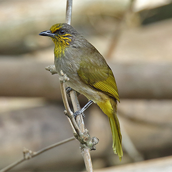 Stripe-throated Bulbul