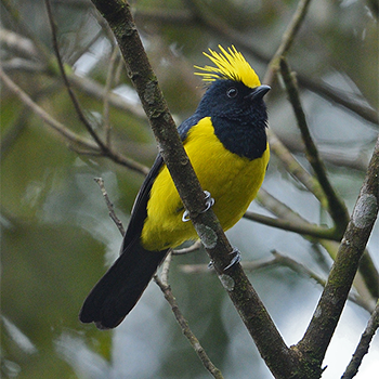Sultan Tit