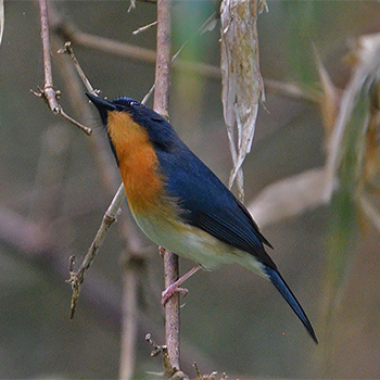 Tickell's Blue Flycatcher