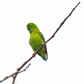 Vernal Hanging-parrot
