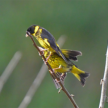 Vietnamese Greenfinches