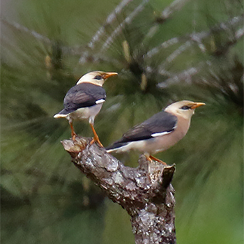 Vinous-breasted Starlings