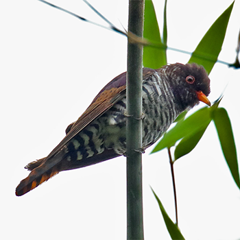 Violet Cuckoo