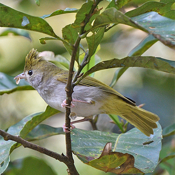 White-bellied Erpornis