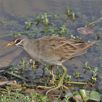 White-browed Crake