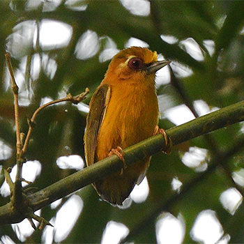 White-browed Piculet