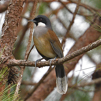 White-cheeked Laughingthrush