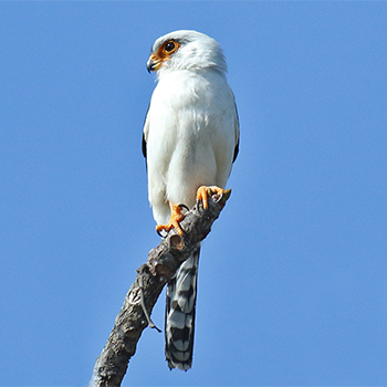 White-rumped Falcon