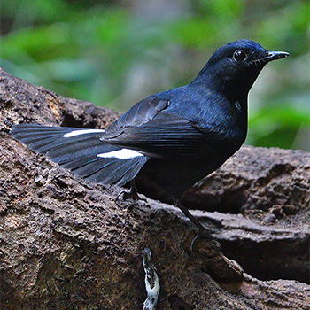 White-tailed Robin