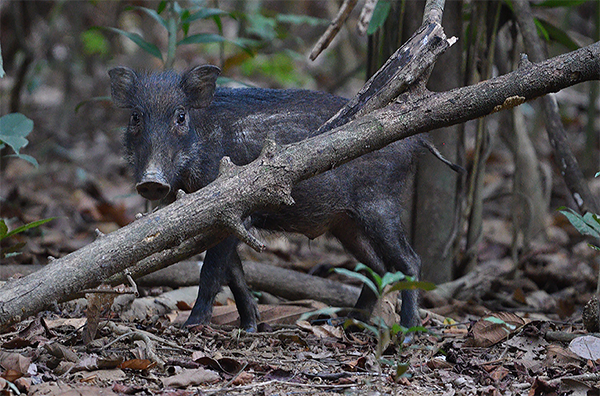 Wild Boar