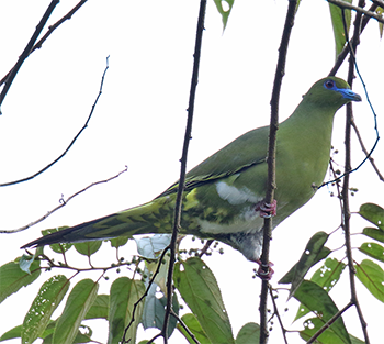 Yellow-vented Green-pigeon