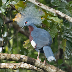 Sclater's Crowned-pigeon
