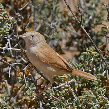 African Desert Warbler